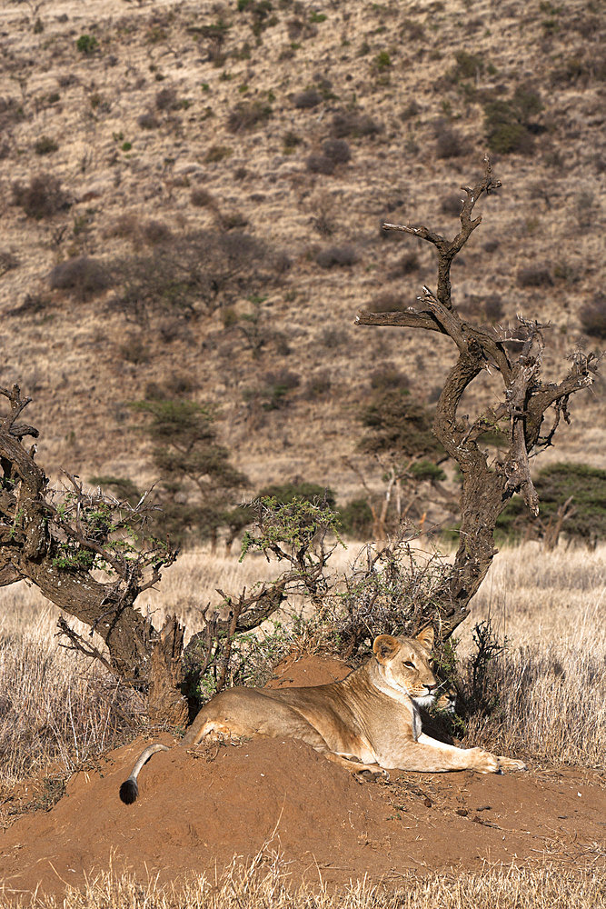 Lioness (Panthera leo), Lewa Wildlife Conservancy, Laikipia, Kenya, East Africa, Africa