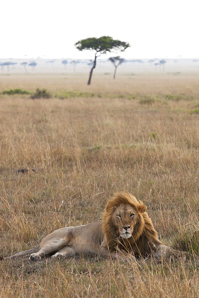 Lion (Panthera leo), Masai Mara National Reserve, Kenya, East Africa, Africa