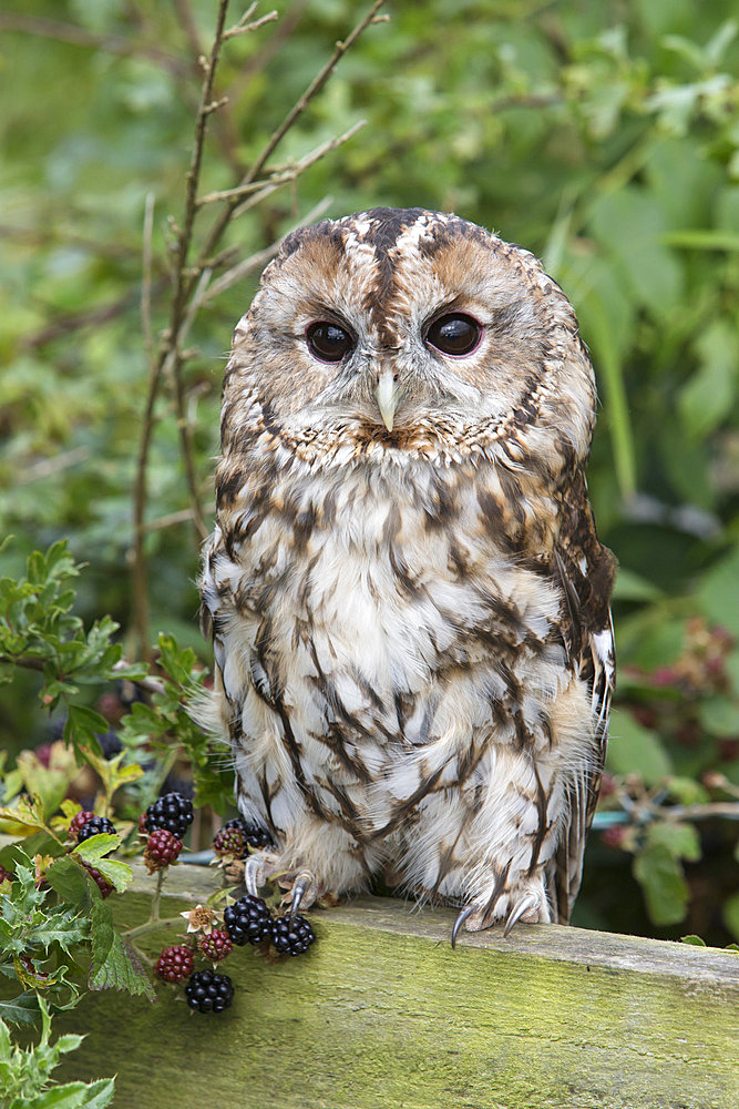 Tawny owl (Strix aluco), captive, United Kingdom, Europe