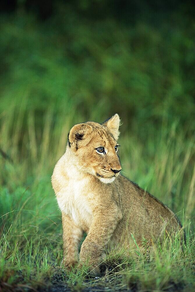 Lion cub, Panthera leo, approximately two to three months old, Kruger National Park, South Africa, Africa