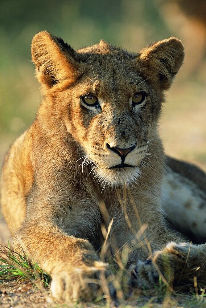 Young lion, Panthera leo, Kruger National Park, South Africa, Africa