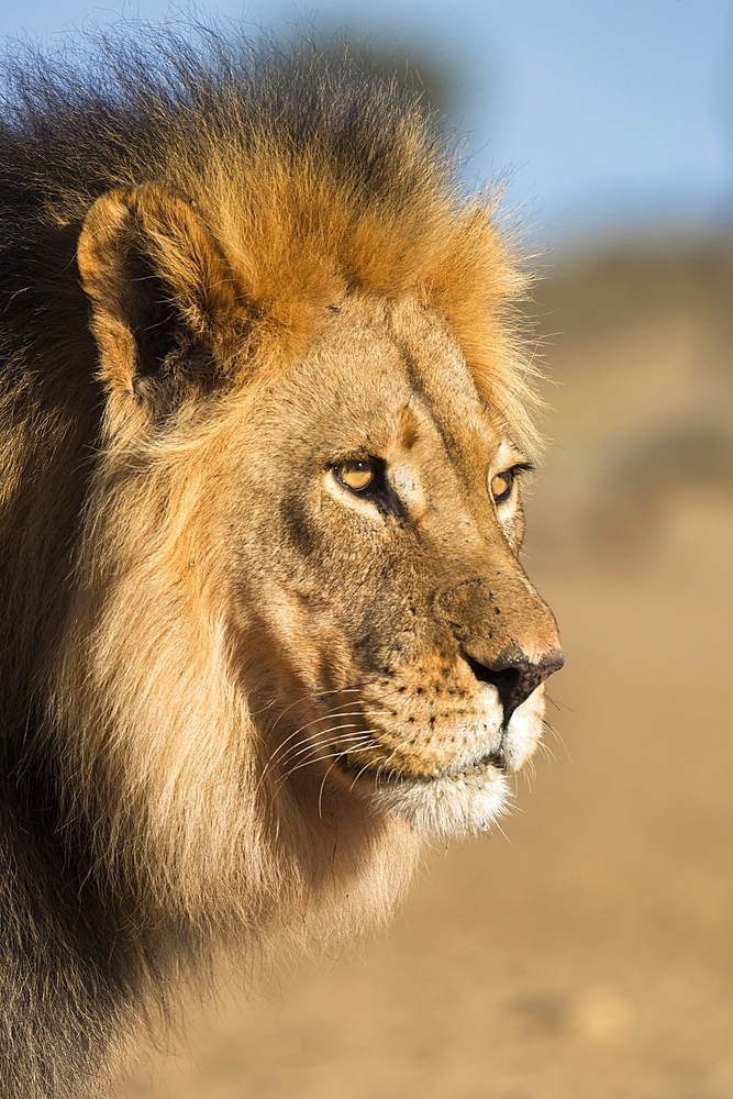 Lion (Panthera leo), Kgalagadi Transfrontier Park, South Africa, Africa