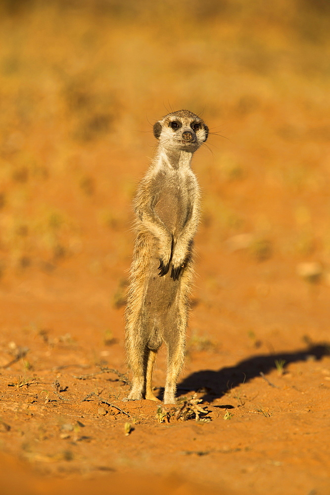 Meerkat (Suricata suricatta), Kgalagadi Transfrontier Park, Northern Cape, South Africa, Africa