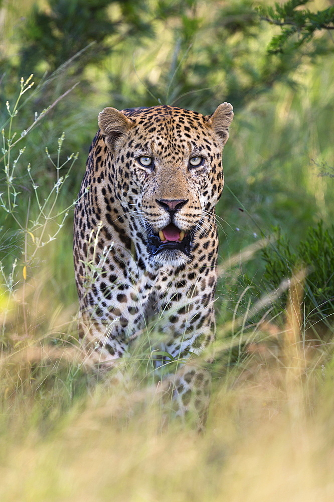 Male leopard (Panthera pardus), Phinda game reserve, KwaZulu Natal, South Africa, Africa