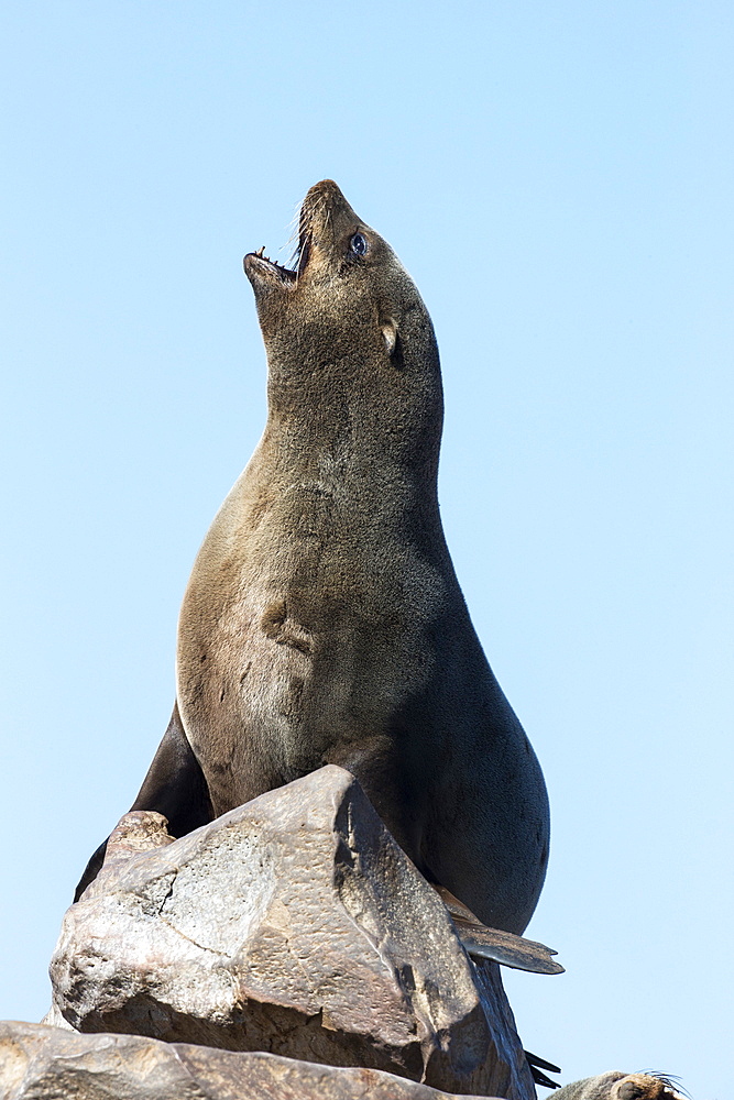 South African (Cape) fur seal (Arctocephalus pusillus pusillus), Cape Cross breeding colony, Namibia, May 2013