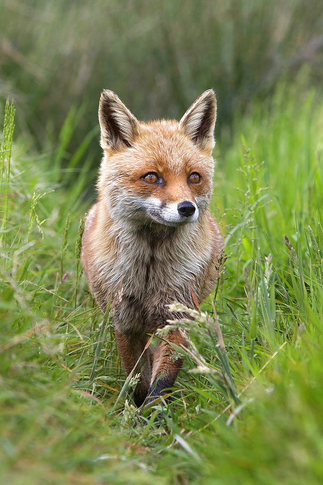 Red fox (Vulpes vulpes) captive, United Kingdom, Europe