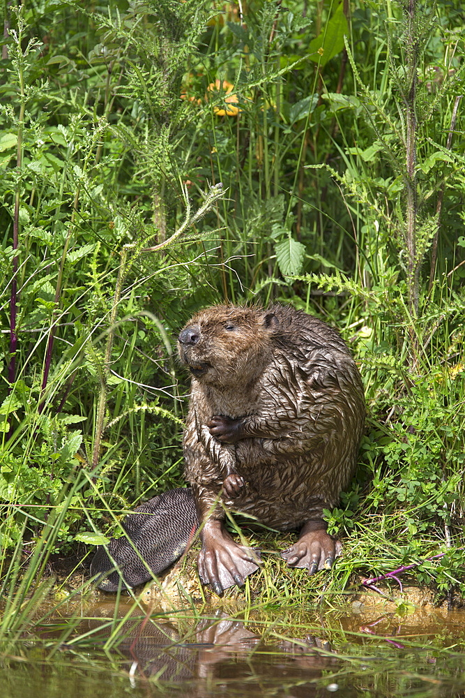 Eurasian beaver (Castor fiber), captive in breeding programme, United Kingdom, Europe