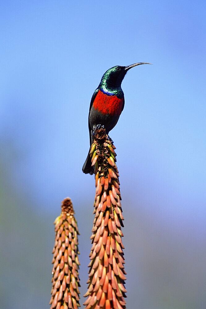 Greater doublecollard sunbird, Nectarinia afra, Addo National Park, South Africa, Africa