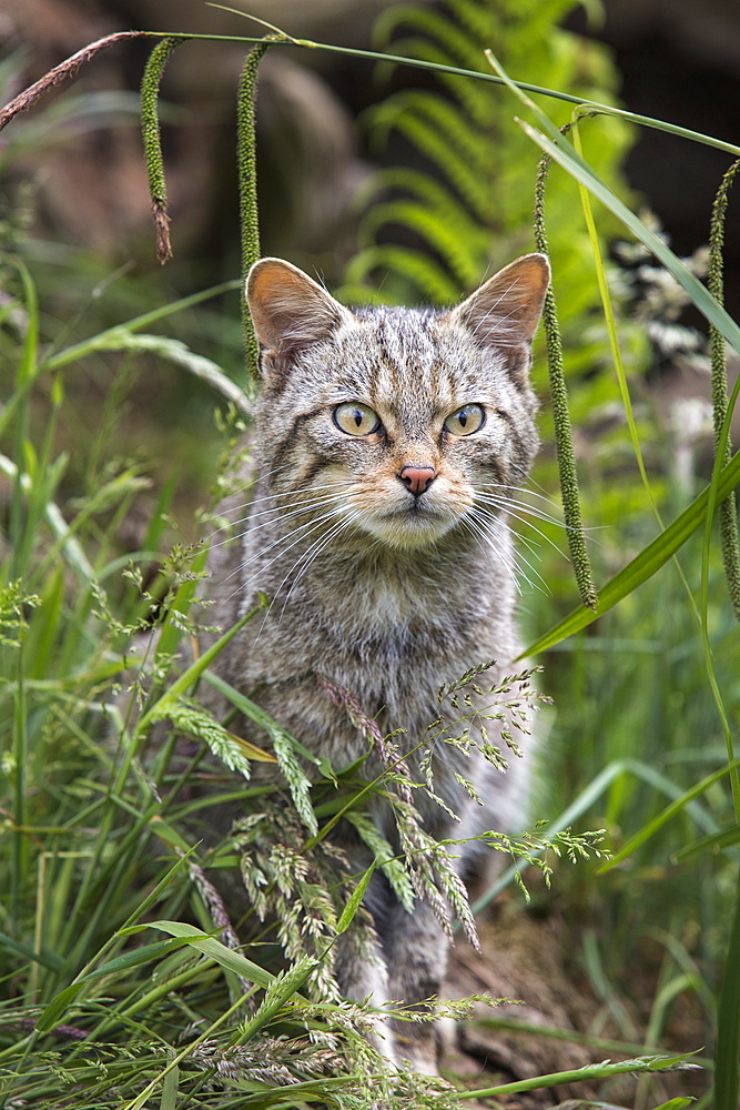 Scottish wildcat (Felis sylvestris), captive, United Kingdom, Europe