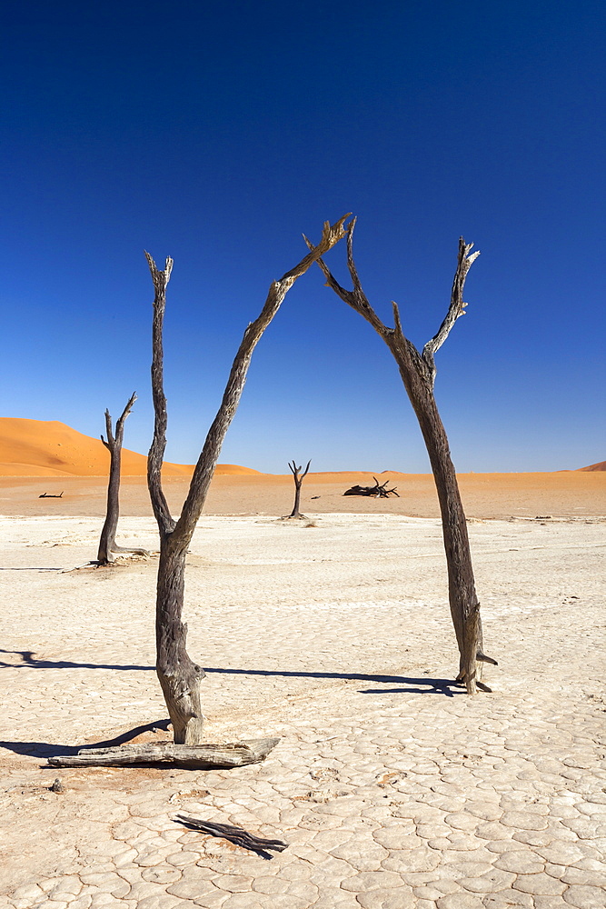 Dead Vlei, Namib Desert, Namibia, Africa