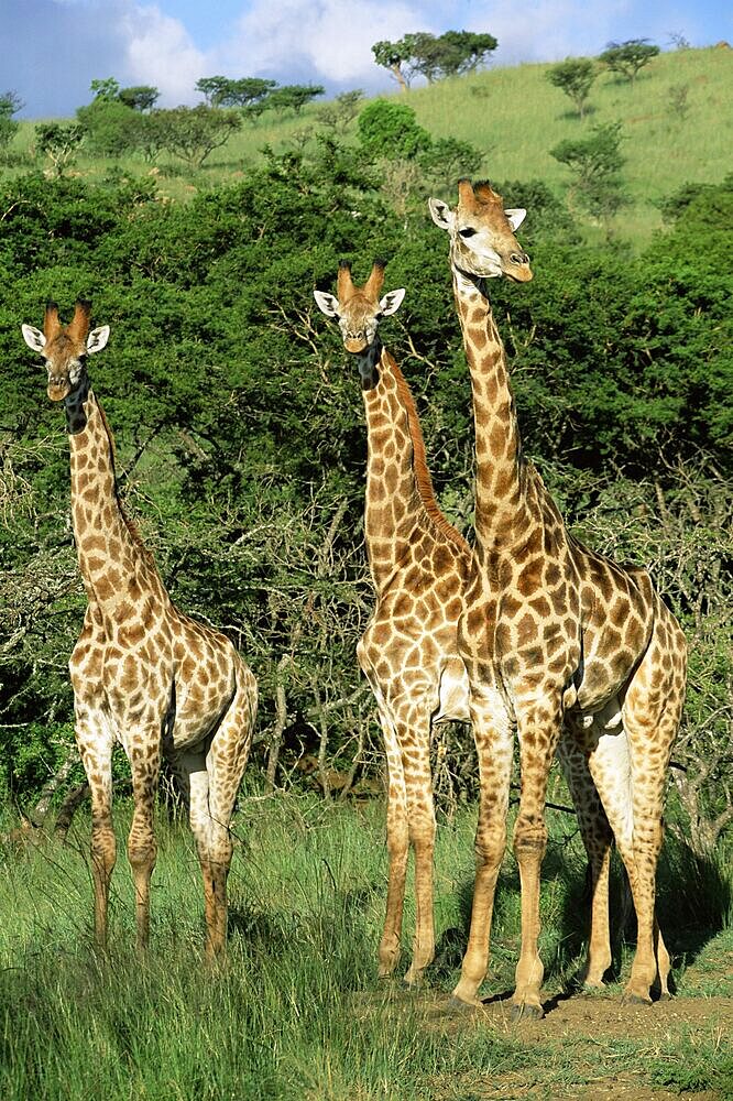 Three giraffe, Giraffa camelopardalis, Itala Game Reserve, KwaZulu-Natal, South Africa, Africa