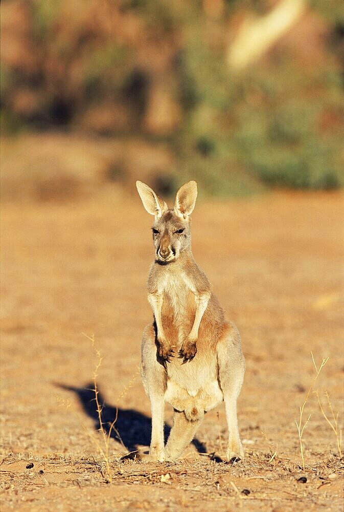 Red kangaroo, Macropus rufus, Mootwingee National Park, New South Wales, Australia, Pacific