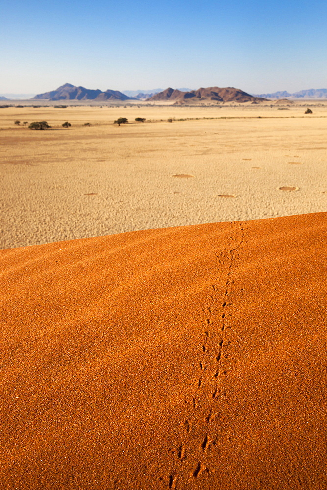 Animal tracks in sand, Namib desert, Namibia, Africa