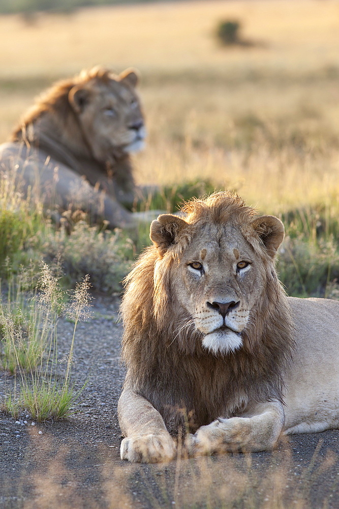 Lions (Panthera leo), Mountain Zebra National Park, Eastern Cape, South Africa, Africa