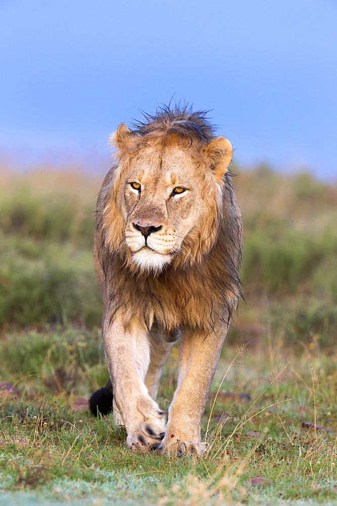 Lion (Panthera leo) on patrol, Mountain Zebra National Park, Eastern Cape, South Africa, Africa