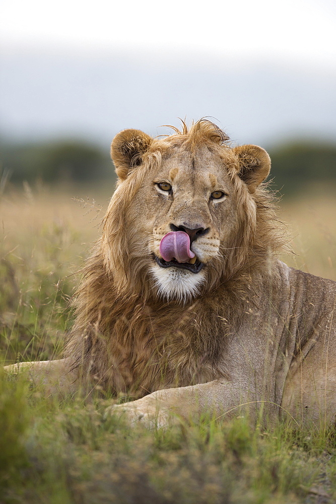 Lion (Panthera leo), Mountain Zebra National Park, Eastern Cape, South Africa, Africa