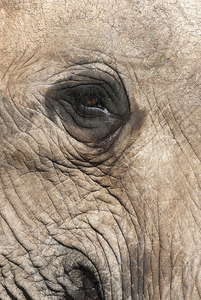 African elephant eye (Loxodonta africana), Addo Elephant National Park, South Africa, Africa