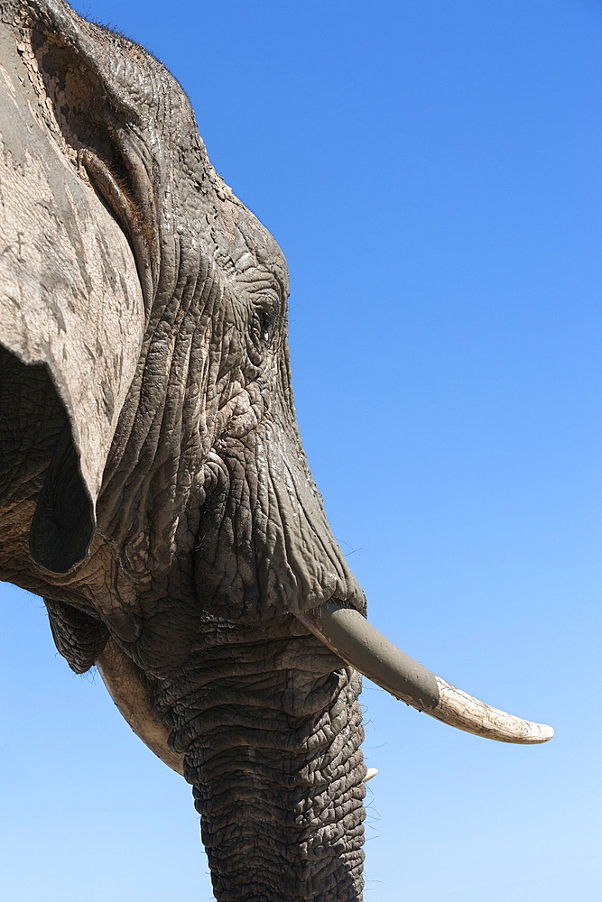 African elephant (Loxodonta africana), Addo Elephant National Park, South Africa, Africa