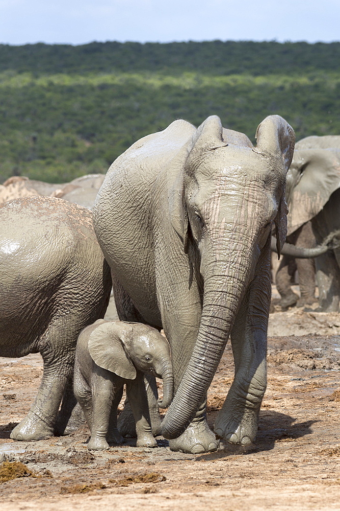 African elephant (Loxodonta africana) mother and baby at Hapoor waterhole, Addo Elephant National Park, Eastern Cape, South Africa, Africa