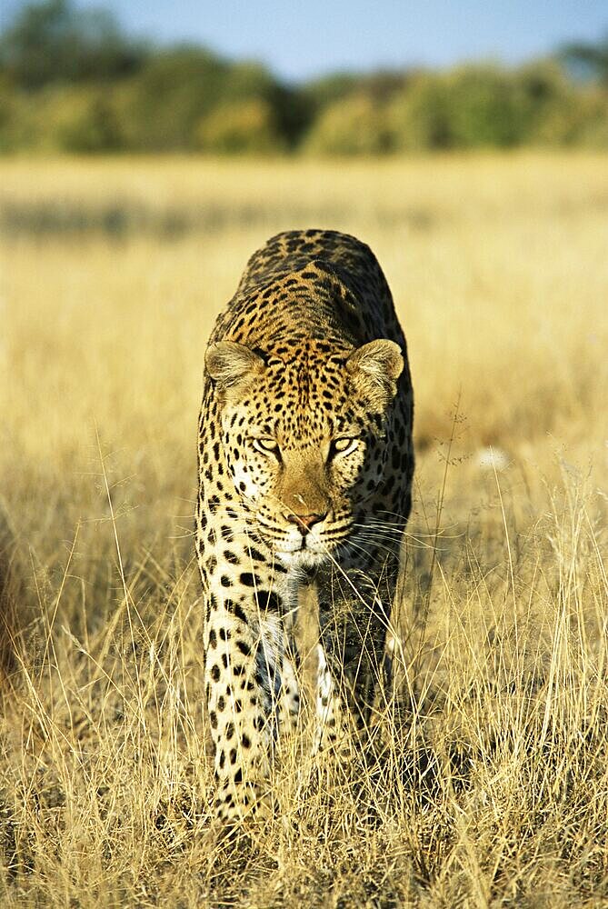 Leopard, Panthera Pardus, in captivity, Namibia, Africa