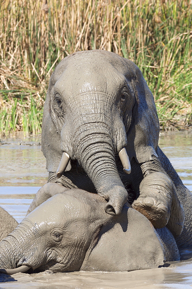 Elephants (Loxodonta africana) playing in water, Addo Elephant National Park, South Africa, Africa