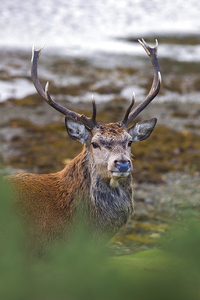 Red deer stag (Cervus elaphus), Arran, Scotland, United Kingdom, Europe