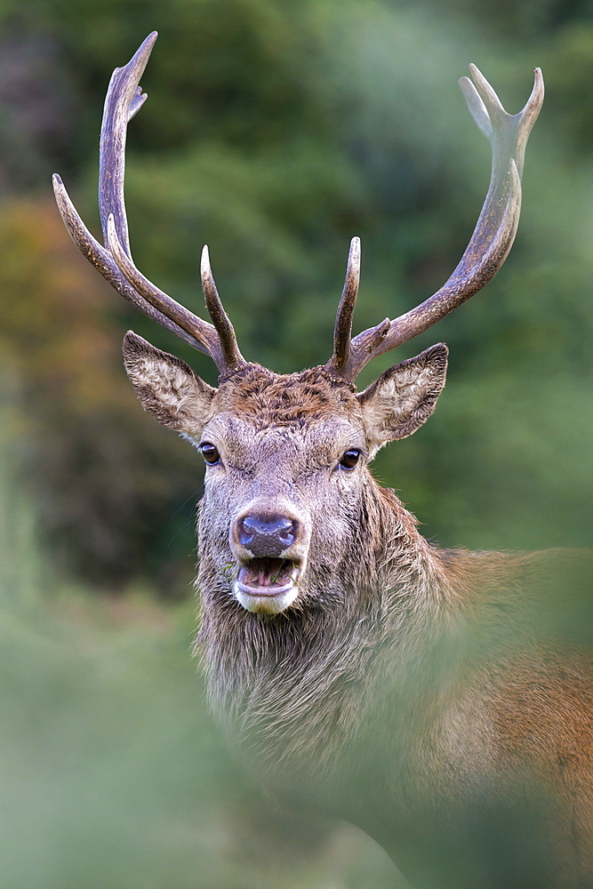 Red deer stag (Cervus elaphus), Arran, Scotland, United Kingdom, Europe