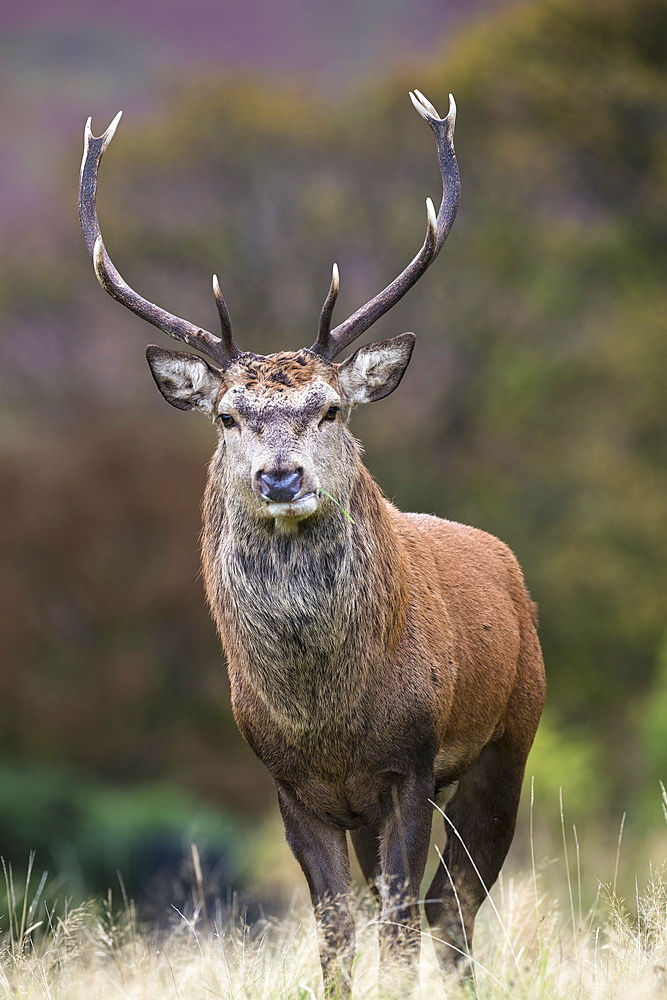 Red deer stag (Cervus elaphus), Arran, Scotland, United Kingdom, Europe