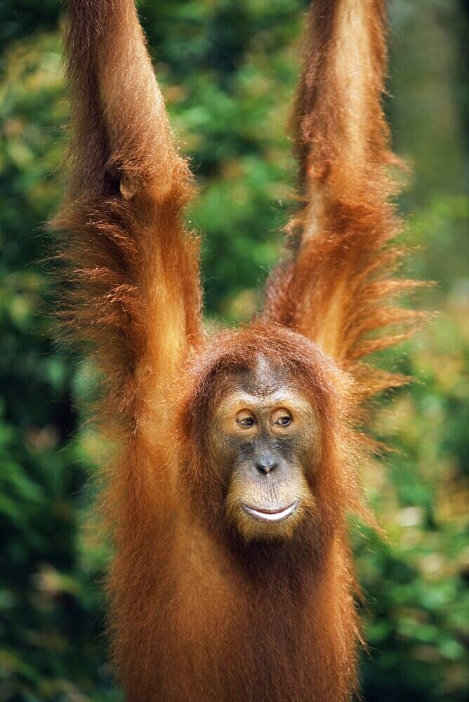 Orang-utan, Pongo pygmaeus, in captivity