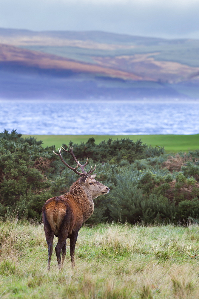 Red deer stag (Cervus elaphus), Isle of Arran, Scotland, United Kingdom, Europe