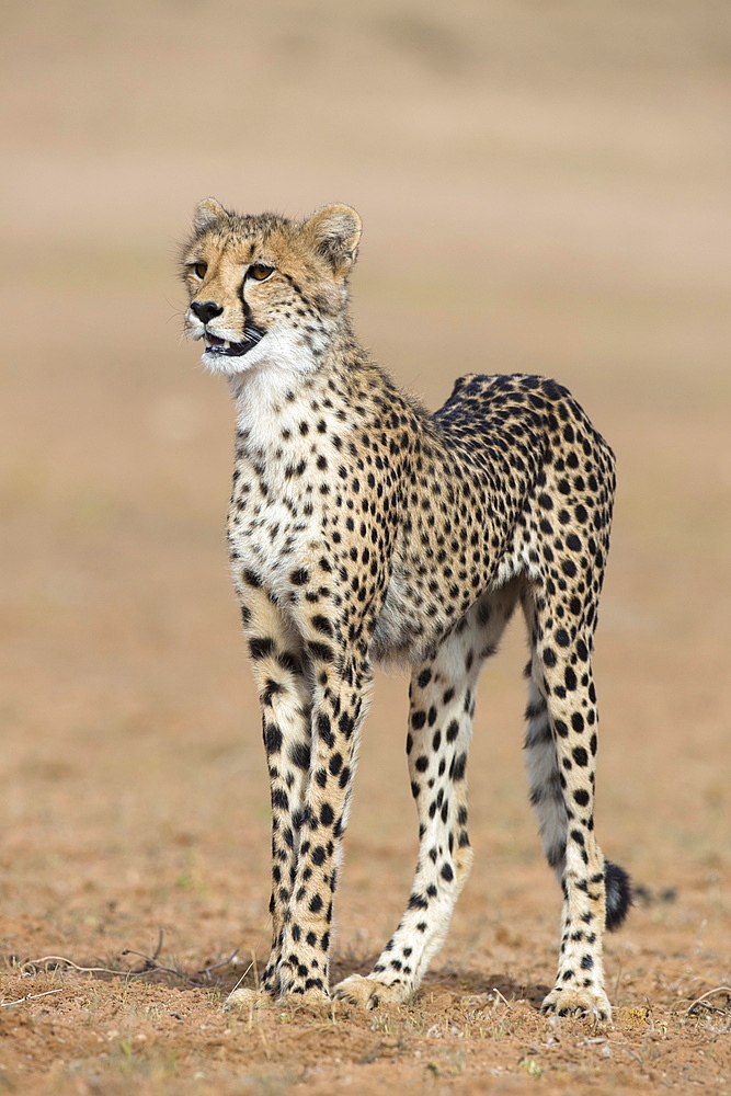 Cheetah cub (Acinonyx jubatus), Kgalagadi Transfrontier Park, Northern Cape, South Africa, Africa