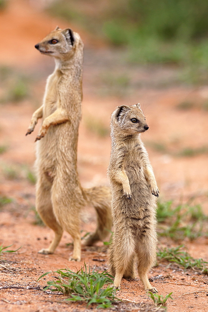 Yellow mongoose (Cynictis penicillata), Kgalagadi Transfrontier Park, South Africa, Africa