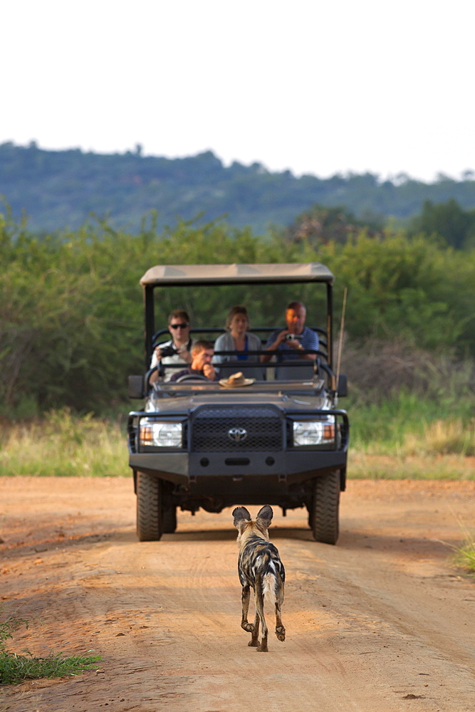 African wild dog (Lycaon pictus) and game viewing vehicle, Madikwe Game Reserve, South Africa, Africa