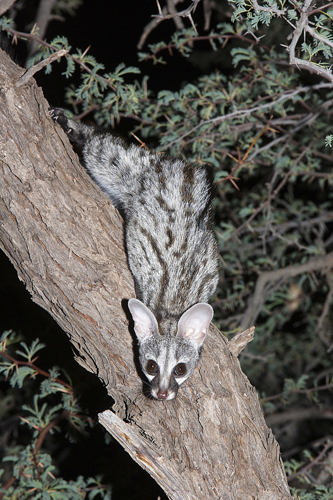 Small spotted genet (Genetta genetta), Kgalagadi Transfrontier Park, South Africa, Africa