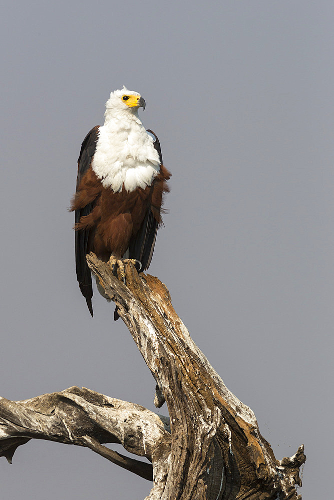 African fish eagle (Haliaeetus vocifer), Chobe National Park, Botswana, Africa