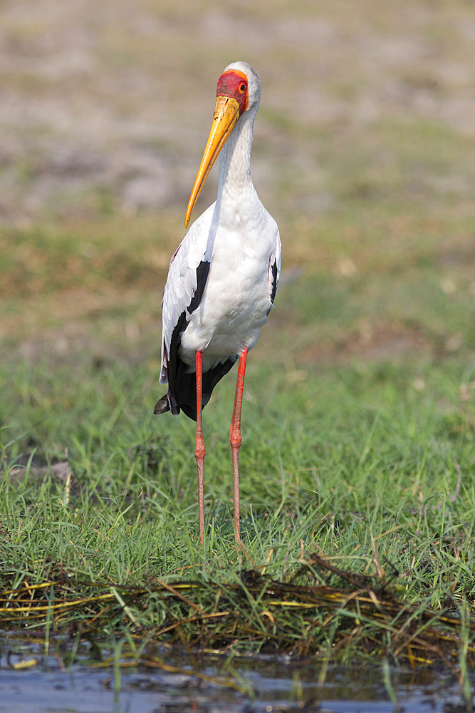 Yellowbilled stork (Mycteria ibis), Chobe National Park, Botswana, Africa