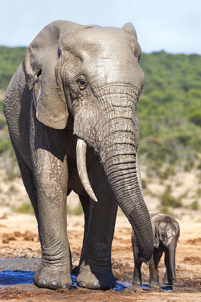 African elephants (Loxodonta africana) adult and baby, Addo National Park, Eastern Cape, South Africa, Africa