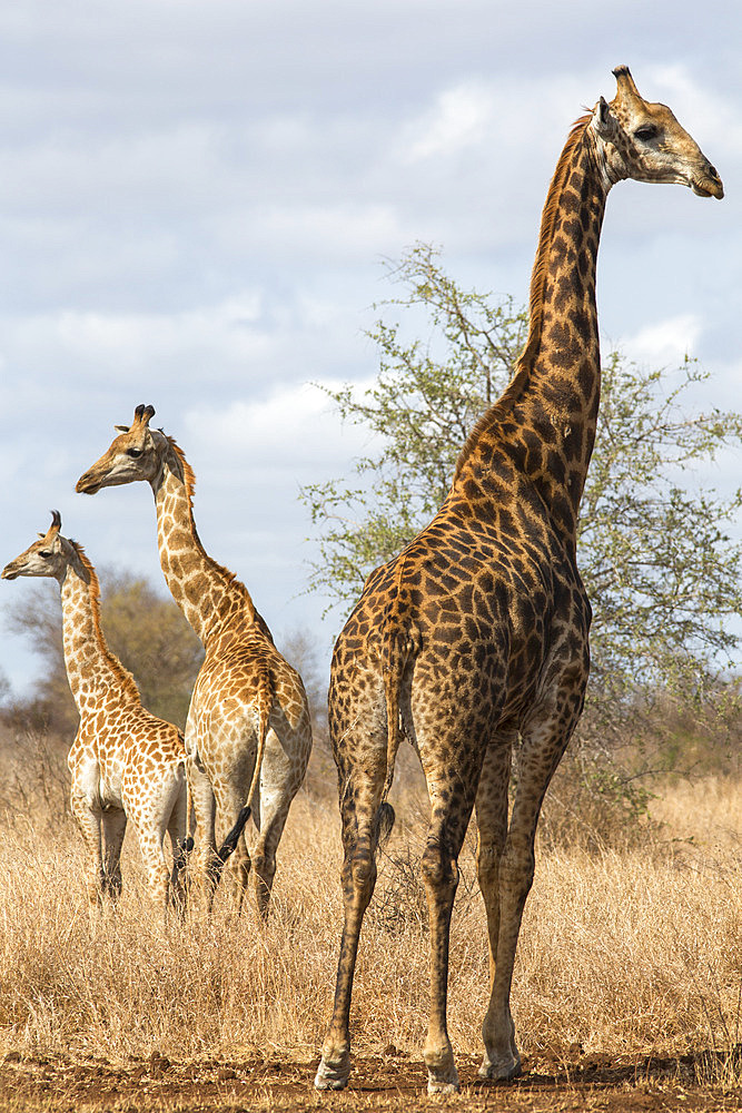 Giraffe (Giraffa camelopardalis), Kruger National Park, South Africa, Africa