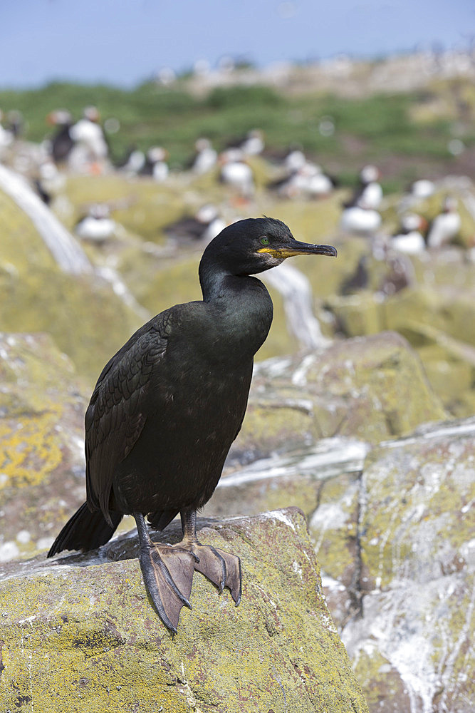 Shag (Phalacrocorax aristotelis), Farne Islands, Northumberland, England, United Kingdom, Europe