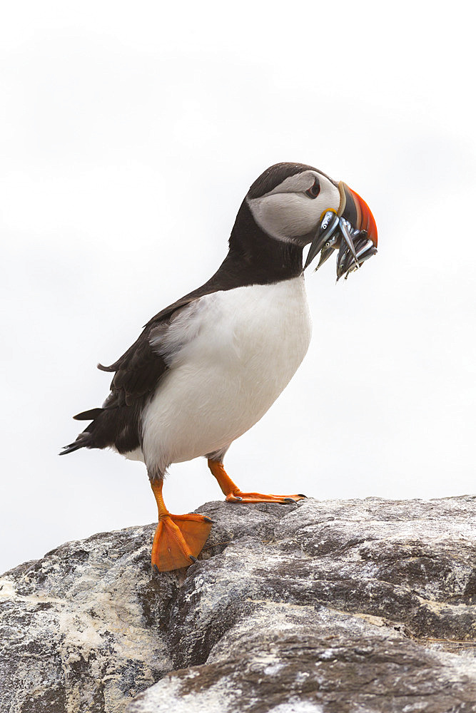 Puffin (Fratercula arctica) with sand eels, Farne Islands, Northumberland, England, United Kingdom, Europe