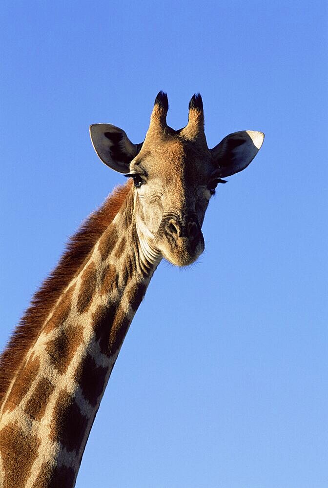 Giraffe, Giraffa camelopardalis, Kruger National Park, South Africa, Africa