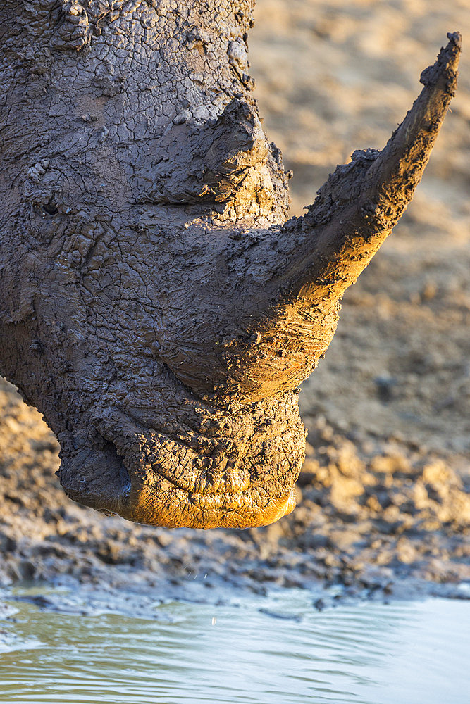 White rhino (Ceratotherium simum) with muddy face, Mkhuze game reserve, KwaZulu-Natal, South Africa, Africa