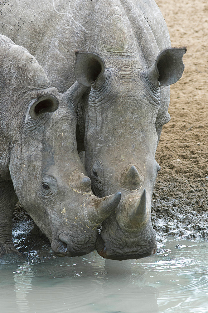 White rhinos (Ceratotherium simum) drinking, Mkhuze game reserve, KwaZulu-Natal, South Africa, Africa