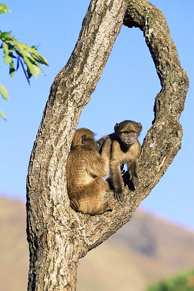 Chacma baboons, Papio cynocephalus, grooming, Royal Natal National Park, South Africa, Africa