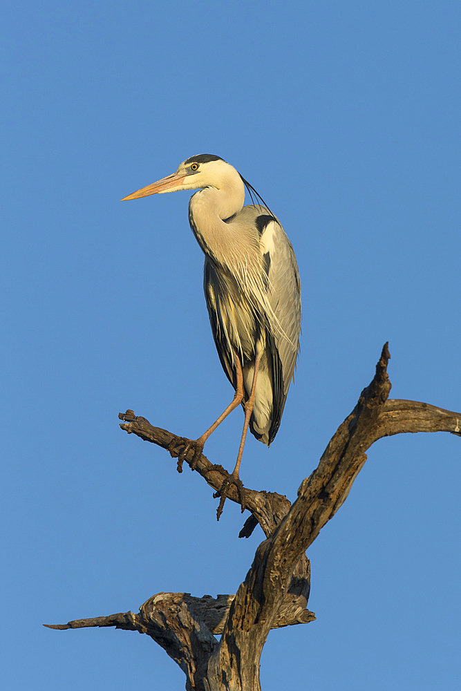 Grey heron (Ardea cinerea), Kruger National Park, South Africa, Africa