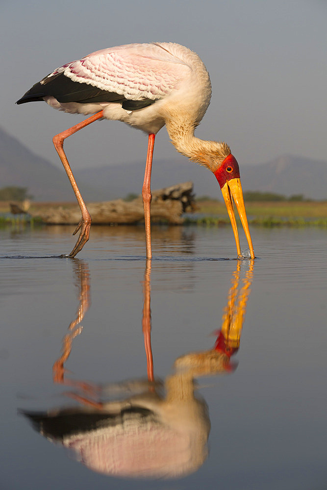 Yellowbilled stork (Mycteria ibis), Zimanga private game reserve, KwaZulu-Natal, South Africa, Africa