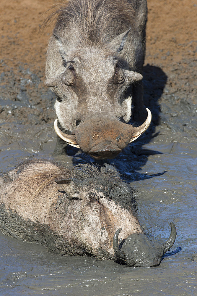 Warthog (Phacochoerus aethiopicus) mudbathing, Mkhuze game reserve, KwaZulu-Natal, South Africa, Africa