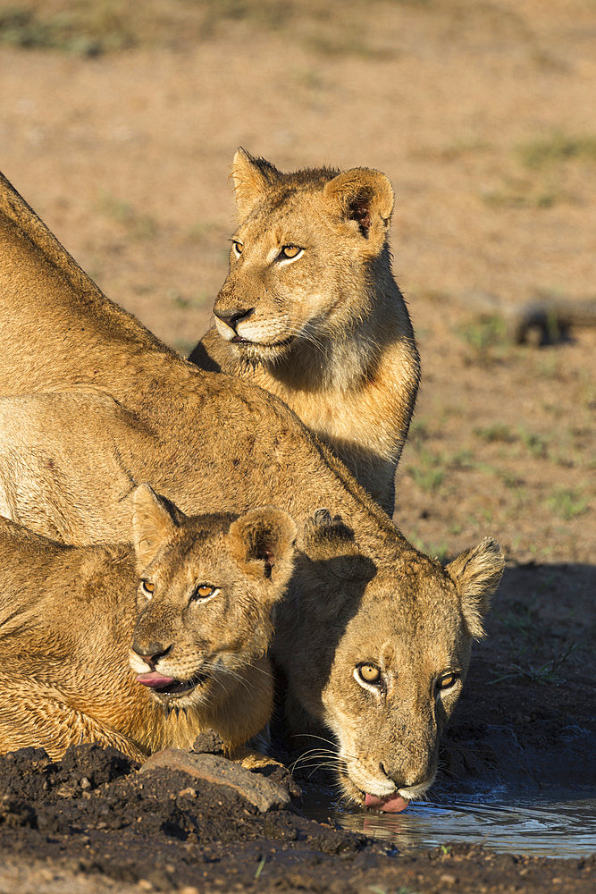 Lioness (Panthera leo) with two cubs, drinking, Kruger National Park, South Africa, Africa