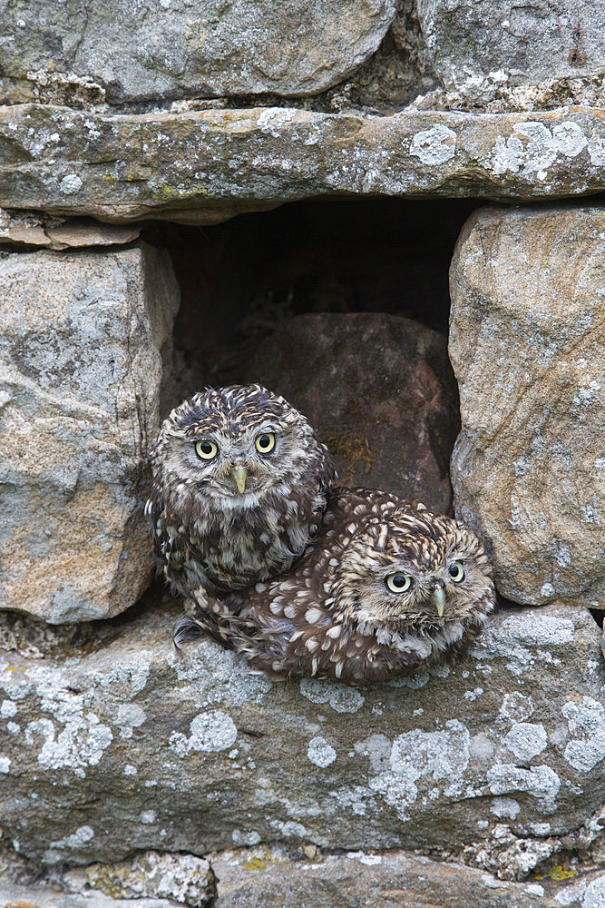 Little owls (Athene noctua) perched in stone barn, captive, United Kingdom, Europe