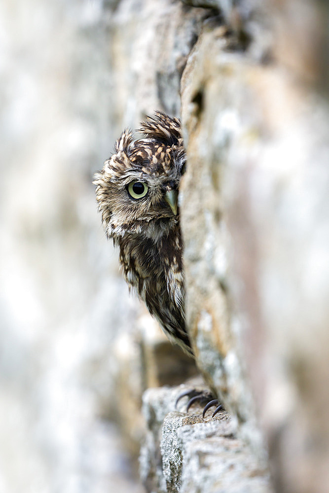 Little owl (Athene noctua) perched in stone barn, captive, United Kingdom, Europe